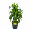 Dracaena Hawaiiana - Vertrakt - Drakenbloedboom - P21 H80 - Kamerplant 1 Dracaena Hawaiiana - Vertrakt - Drakenbloedboom - P21 H80 - Kamerplant -Huisdecoratie dracaena hawaiiana vertrakt drakenbloedboom p21 h80 1 3