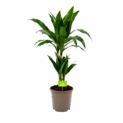 Dracaena Janet Craig - Op Stam - Drakenbloedboom - P17 H70 - Kamerplant