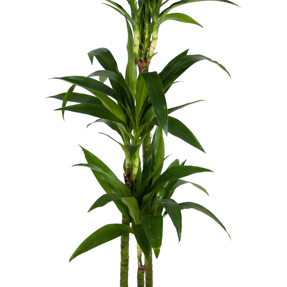 Dracaena Janet Craig - Op Stam - Drakenbloedboom - P24 H140 - Kamerplant 4 Dracaena Janet Craig - Op Stam - Drakenbloedboom - P24 H140 - Kamerplant - Afbeelding 2