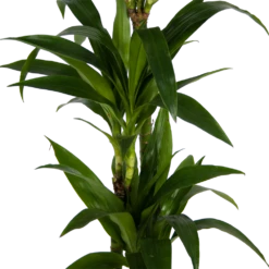 Dracaena Janet Craig - Op Stam - Drakenbloedboom - P24 H140 - Kamerplant 9 Dracaena Janet Craig - Op Stam - Drakenbloedboom - P24 H140 - Kamerplant -Huisdecoratie dracaena janet craig op stam drakenbloedboom p24 h140 kamerplant 3