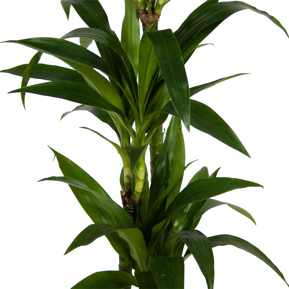 Dracaena Janet Craig - Op Stam - Drakenbloedboom - P24 H140 - Kamerplant 5 Dracaena Janet Craig - Op Stam - Drakenbloedboom - P24 H140 - Kamerplant - Afbeelding 3