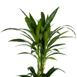 Dracaena Janet Craig - Op Stam - Drakenbloedboom - P24 H140 - Kamerplant 10 Dracaena Janet Craig - Op Stam - Drakenbloedboom - P24 H140 - Kamerplant -Huisdecoratie dracaena janet craig op stam drakenbloedboom p24 h140 kamerplant 4