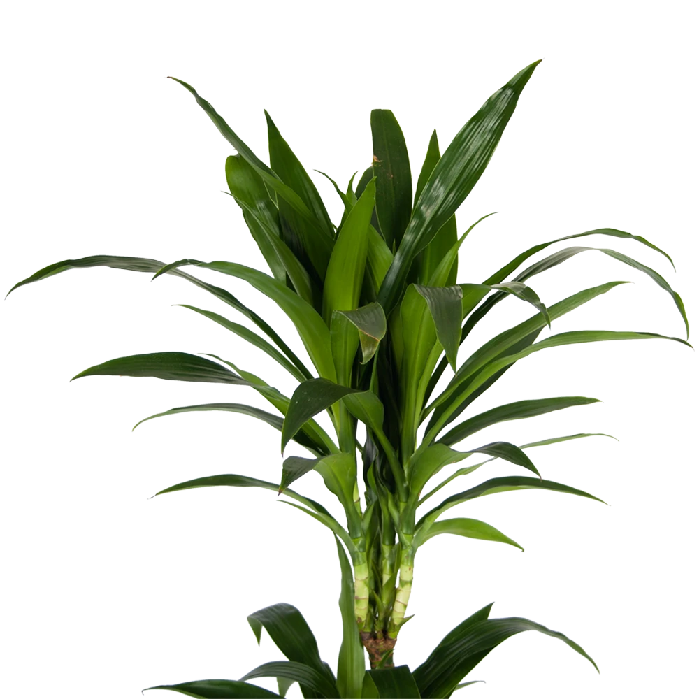 Dracaena Janet Craig - Op Stam - Drakenbloedboom - P24 H140 - Kamerplant 6 Dracaena Janet Craig - Op Stam - Drakenbloedboom - P24 H140 - Kamerplant - Afbeelding 4