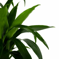 Dracaena Janet Craig - Op Stam - Drakenbloedboom - P34 H170 - Kamerplant -Huisdecoratie dracaena janet craig op stam drakenbloedboom p34 h170 6 1