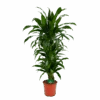 Dracaena Janet Craig - Vertrakt - Drakenbloedboom - P24 H110 - Kamerplant 2 Dracaena Janet Craig - Vertrakt - Drakenbloedboom - P24 H110 - Kamerplant -Huisdecoratie dracaena janet craig vertrakt drakenbloedboom p24 h110 kamerplant 1
