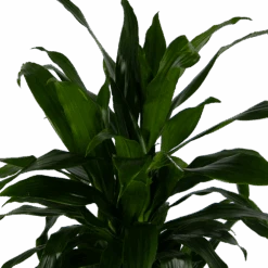 Dracaena Janet Craig - Vertrakt - Drakenbloedboom - P24 H110 - Kamerplant -Huisdecoratie dracaena janet craig vertrakt drakenbloedboom p24 h110 kamerplant 4