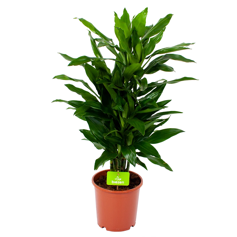 Dracaena Janet Lind - Vertakt - Drakenbloedboom - P21 H80 - Kamerplant 3 Dracaena Janet Lind - Vertakt - Drakenbloedboom - P21 H80 - Kamerplant