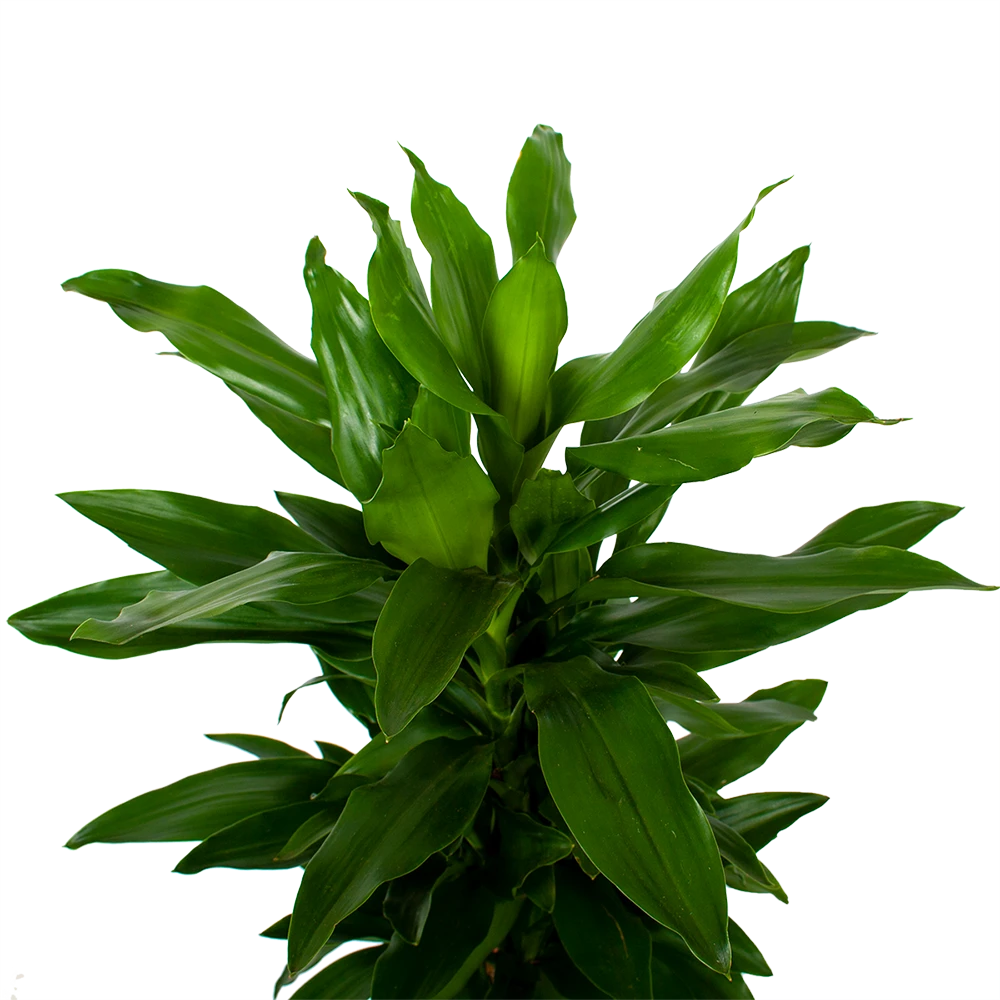 Dracaena Janet Lind - Vertakt - Drakenbloedboom - P21 H80 - Kamerplant 4 Dracaena Janet Lind - Vertakt - Drakenbloedboom - P21 H80 - Kamerplant - Afbeelding 2
