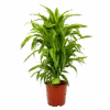 Dracaena Lemon Lime - Vertakt - Drakenbloedboom - P24 H110 - Kamerplant -Huisdecoratie dracaena lemon lime drakenbloedboom p24 h95 4