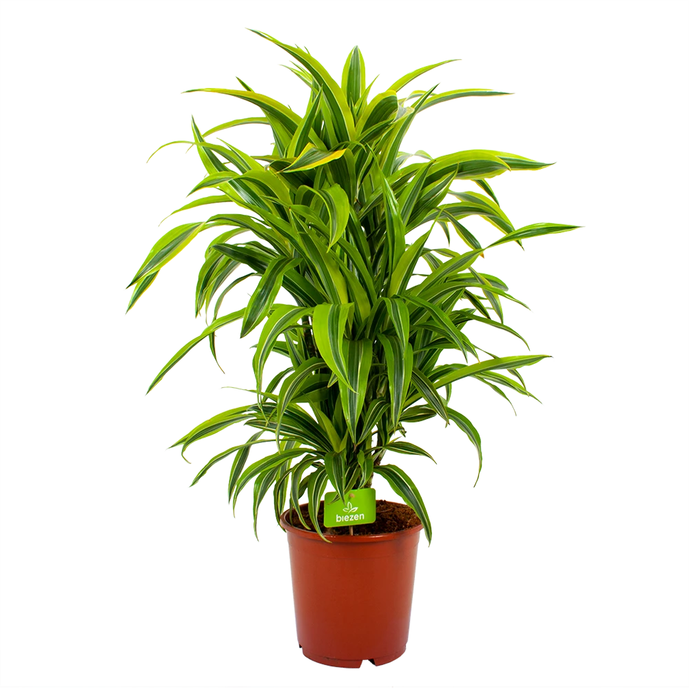 Dracaena Lemon Lime - Vertakt - Drakenbloedboom - P24 H110 - Kamerplant 3 Dracaena Lemon Lime - Vertakt - Drakenbloedboom - P24 H110 - Kamerplant