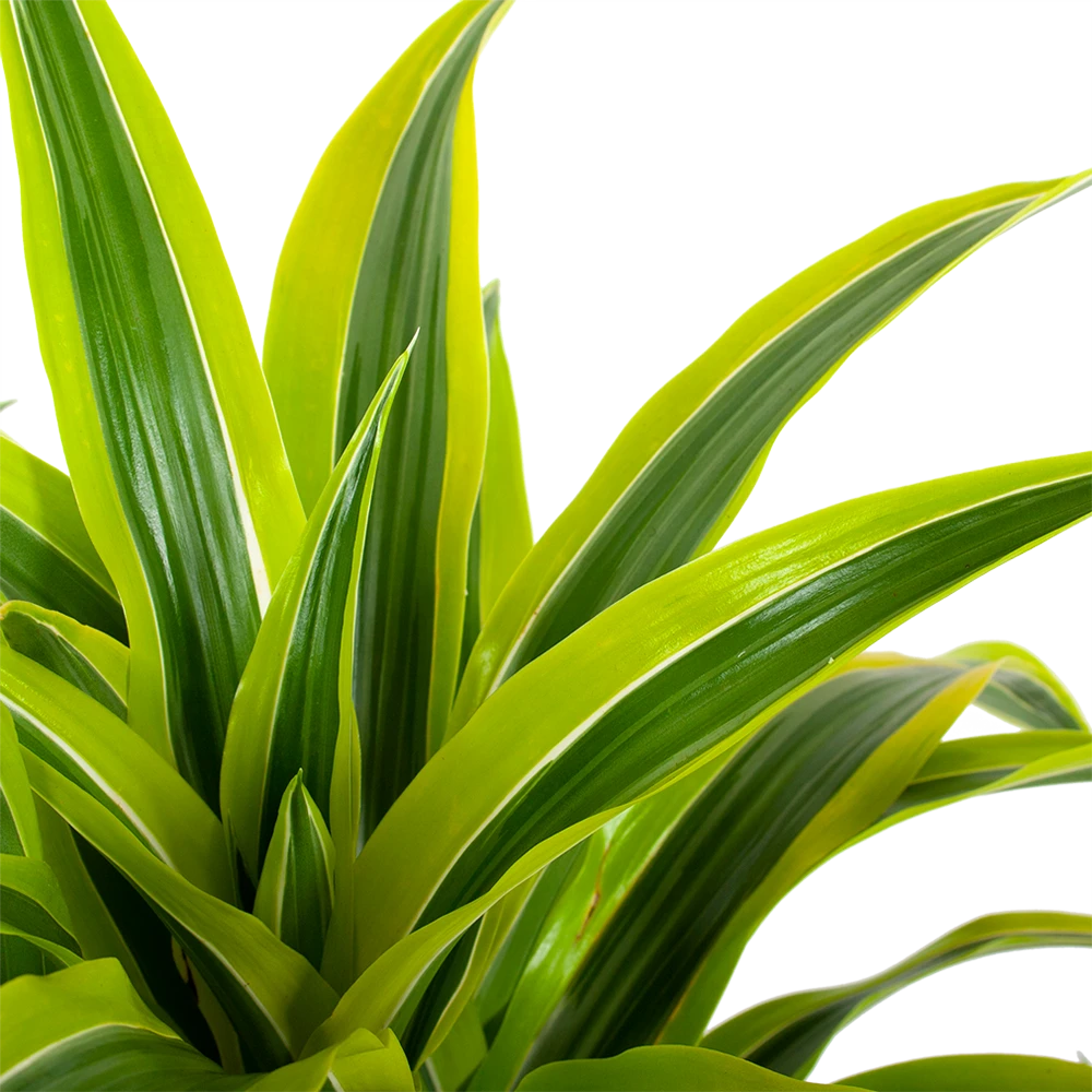 Dracaena Lemon Lime - Vertakt - Drakenbloedboom - P24 H110 - Kamerplant 4 Dracaena Lemon Lime - Vertakt - Drakenbloedboom - P24 H110 - Kamerplant - Afbeelding 2