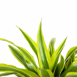 Dracaena Lemon Lime - Op Stam - Drakenbloedboom - P21 H100 - Kamerplant -Huisdecoratie dracaena lemon lime op stam drakenbloedboom p21 h100 6 1