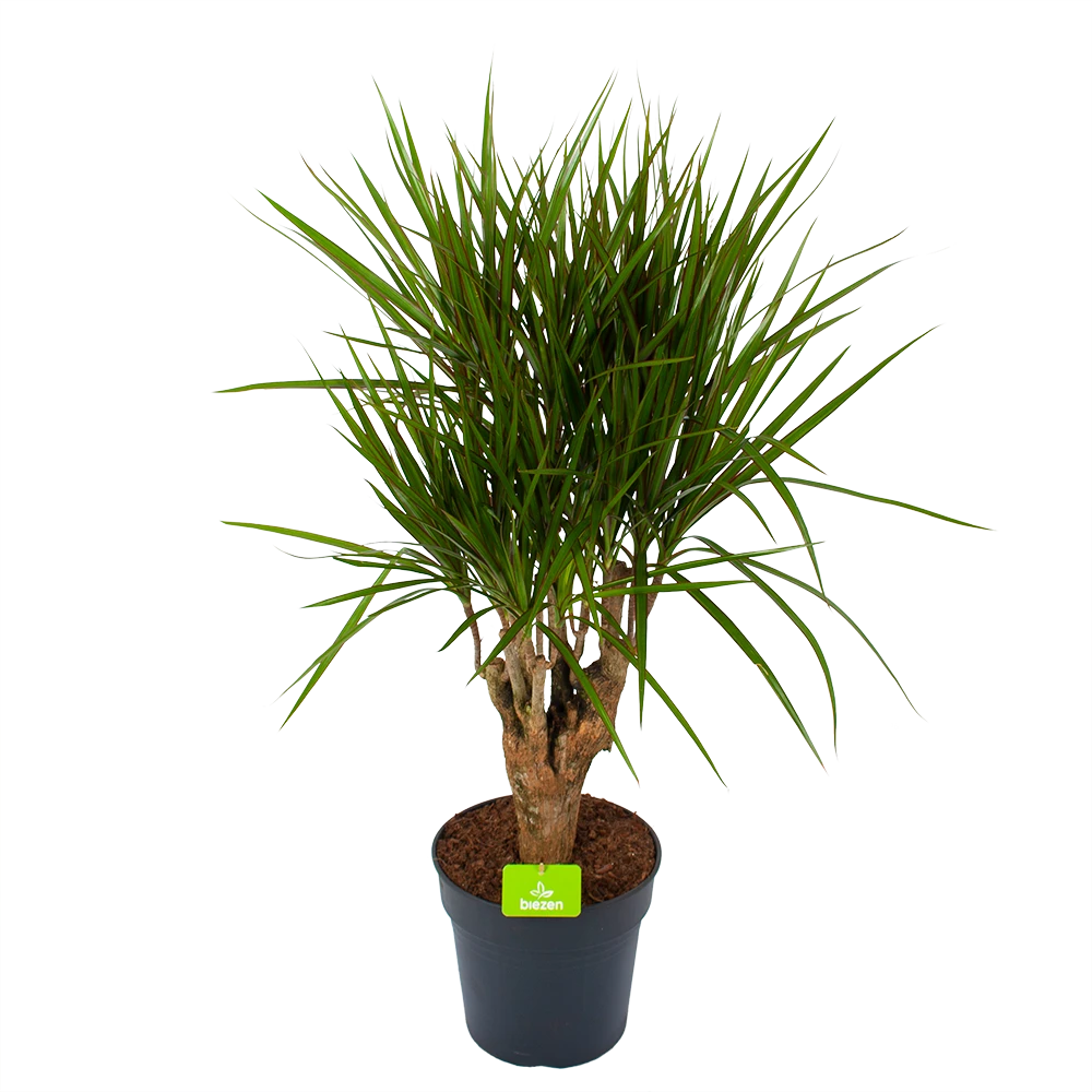 Dracaena Marginata Groen - Vertakt - Drakenbloedboom - P27 H120 - Kamerplant 3 Dracaena Marginata Groen - Vertakt - Drakenbloedboom - P27 H120 - Kamerplant