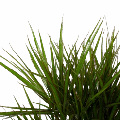 Dracaena Marginata Groen - Vertakt - Drakenbloedboom - P27 H120 - Kamerplant 8 Dracaena Marginata Groen - Vertakt - Drakenbloedboom - P27 H120 - Kamerplant -Huisdecoratie dracaena marginata groen vertakt drakenbloedboom p27 h120 6 3