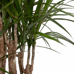 Dracaena Marginata Groen - Vertakt - Drakenbloedboom - P30 H140 - Kamerplant -Huisdecoratie dracaena marginata groen vertakt drakenbloedboom p30 h140 6