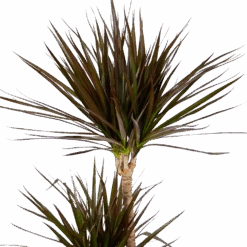 Dracaena Marginata Magenta - Op Stam - Drakenbloedboom - P24 H140 - Kamerplant -Huisdecoratie dracaena marginata magenta op stam drakenbloedboom p24 h140 kamerplant 4