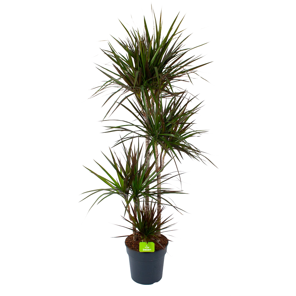 Dracaena Marginata Magenta - Op Stam - Drakenbloedboom - P27 H150 - Kamerplant 3 Dracaena Marginata Magenta - Op Stam - Drakenbloedboom - P27 H150 - Kamerplant