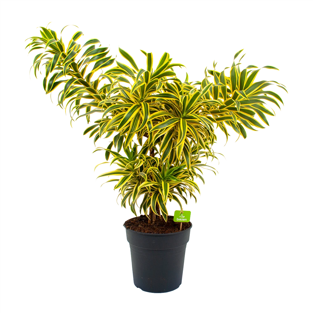 Dracaena Reflexa Song Of India - Vertakt - Drakenbloedboom - P24 H80 - Kamerplant 3 Dracaena Reflexa Song Of India - Vertakt - Drakenbloedboom - P24 H80 - Kamerplant