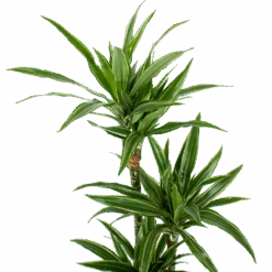 Dracaena White Stripe - Op Stam - Drakenbloedboom - P21 H100 - Kamerplant -Huisdecoratie dracaena white stripe op stam drakenbloedboom p21 h100 5 1