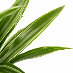Dracaena White Stripe - Op Stam - Drakenbloedboom - P21 H100 - Kamerplant -Huisdecoratie dracaena white stripe op stam drakenbloedboom p21 h100 6 1
