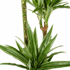 Dracaena White Stripe - Op Stam - Drakenbloedboom - P24 H150 - Kamerplant -Huisdecoratie dracaena white stripe op stam drakenbloedboom p24 h150 5 1