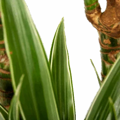 Dracaena White Stripe - Op Stam - Drakenbloedboom - P24 H150 - Kamerplant -Huisdecoratie dracaena white stripe op stam drakenbloedboom p24 h150 6 1