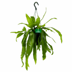 Epiphyllum Pumilum - In Hangpot - P17 H40 - Kamerplant