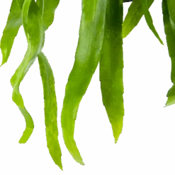 Epiphyllum Pumilum - In Hangpot - P17 H40 - Kamerplant -Huisdecoratie epiphyllum pumilum in hangpot p17 h40 6 1