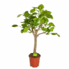 Ficus Altissima - Vertakt - P27 H130 - Kamerplant -Huisdecoratie ficus altissima vertakt p27 h130 1