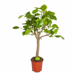 Ficus Altissima - Vertakt - P27 H130 - Kamerplant