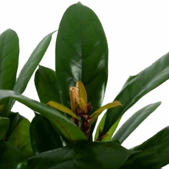 Ficus Cyathistipula - Groene Vijg - Toef - P34 H120 - Kamerplant -Huisdecoratie ficus cyathistipula groene vijg toef p34 h120 5 3