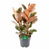 Ficus Elastica Belize - Rubberboom - P27 H100 - Kamerplant 2 Ficus Elastica Belize - Rubberboom - P27 H100 - Kamerplant -Huisdecoratie ficus elastica belize rubberboom p27 h100 1
