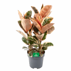 Ficus Elastica Belize - Rubberboom - P27 H100 - Kamerplant