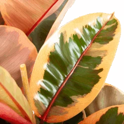 Ficus Elastica Belize - Rubberboom - P27 H100 - Kamerplant -Huisdecoratie ficus elastica belize rubberboom p27 h100 6