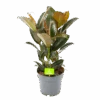 Ficus Elastica Melany - Rubberboom - P19 H55 - Kamerplant 1 Ficus Elastica Melany - Rubberboom - P19 H55 - Kamerplant -Huisdecoratie ficus elastica melany rubberboom p19 h55 1