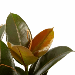 Ficus Elastica Melany - Rubberboom - P19 H55 - Kamerplant 8 Ficus Elastica Melany - Rubberboom - P19 H55 - Kamerplant -Huisdecoratie ficus elastica melany rubberboom p19 h55 6