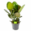 Ficus Elastica Robusta - Rubberboom - P19 H55 - Kamerplant -Huisdecoratie ficus elastica robusta rubberboom p19 h55 1