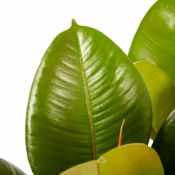 Ficus Elastica Robusta - Rubberboom - P19 H55 - Kamerplant 8 Ficus Elastica Robusta - Rubberboom - P19 H55 - Kamerplant -Huisdecoratie ficus elastica robusta rubberboom p19 h55 6