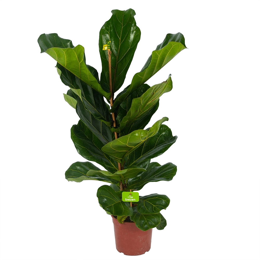Ficus Lyrata - Tabaksplant - Toef - P17 H90 - Kamerplant 4 Ficus Lyrata - Tabaksplant - Toef - P17 H90 - Kamerplant - Afbeelding 2