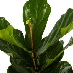 Ficus Lyrata - Tabaksplant - Toef - P17 H90 - Kamerplant 8 Ficus Lyrata - Tabaksplant - Toef - P17 H90 - Kamerplant -Huisdecoratie ficus lyrata tabaksplant toef p17 h90 5