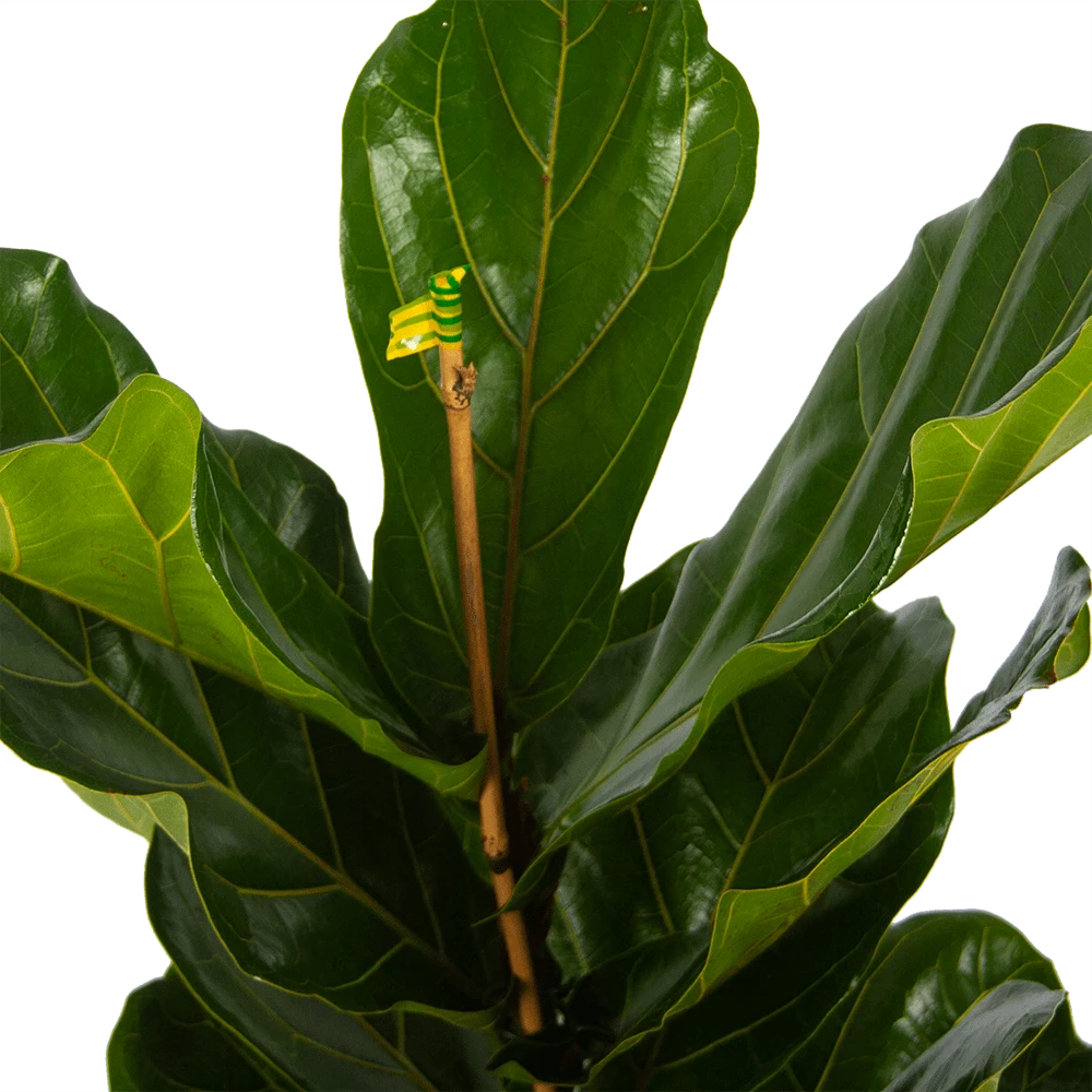 Ficus Lyrata - Tabaksplant - Toef - P17 H90 - Kamerplant 5 Ficus Lyrata - Tabaksplant - Toef - P17 H90 - Kamerplant - Afbeelding 3