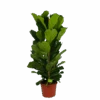 Ficus Lyrata - Tabaksplant - Toef - P35 H150 - Kamerplant 1 Ficus Lyrata - Tabaksplant - Toef - P35 H150 - Kamerplant -Huisdecoratie ficus lyrata tabaksplant toef p35 h150 1