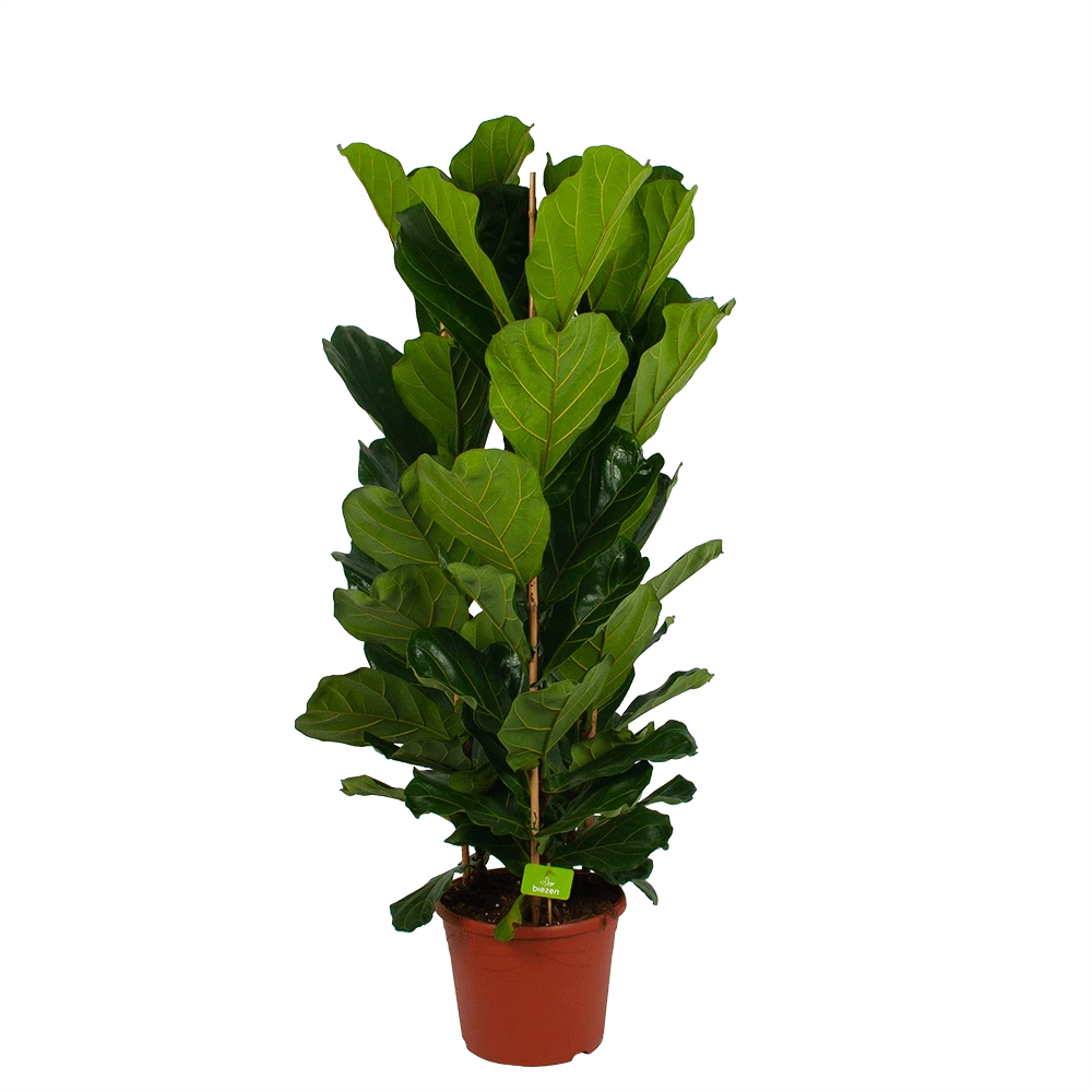 Ficus Lyrata - Tabaksplant - Toef - P35 H150 - Kamerplant 3 Ficus Lyrata - Tabaksplant - Toef - P35 H150 - Kamerplant