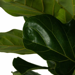 Ficus Lyrata - Tabaksplant - Toef - P35 H150 - Kamerplant 7 Ficus Lyrata - Tabaksplant - Toef - P35 H150 - Kamerplant -Huisdecoratie ficus lyrata tabaksplant toef p35 h150 5
