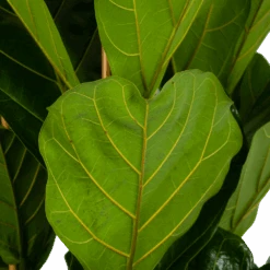 Ficus Lyrata - Tabaksplant - Toef - P35 H150 - Kamerplant 8 Ficus Lyrata - Tabaksplant - Toef - P35 H150 - Kamerplant -Huisdecoratie ficus lyrata tabaksplant toef p35 h150 6