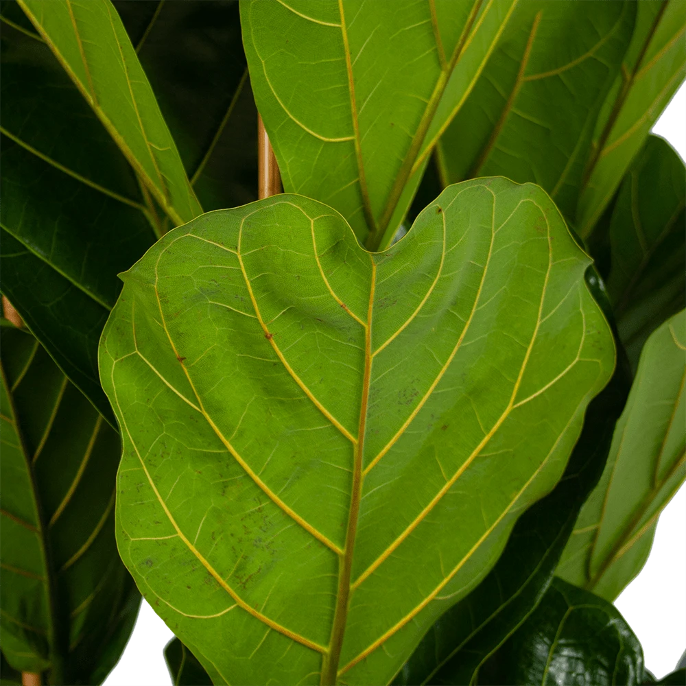 Ficus Lyrata - Tabaksplant - Toef - P35 H150 - Kamerplant 5 Ficus Lyrata - Tabaksplant - Toef - P35 H150 - Kamerplant - Afbeelding 3