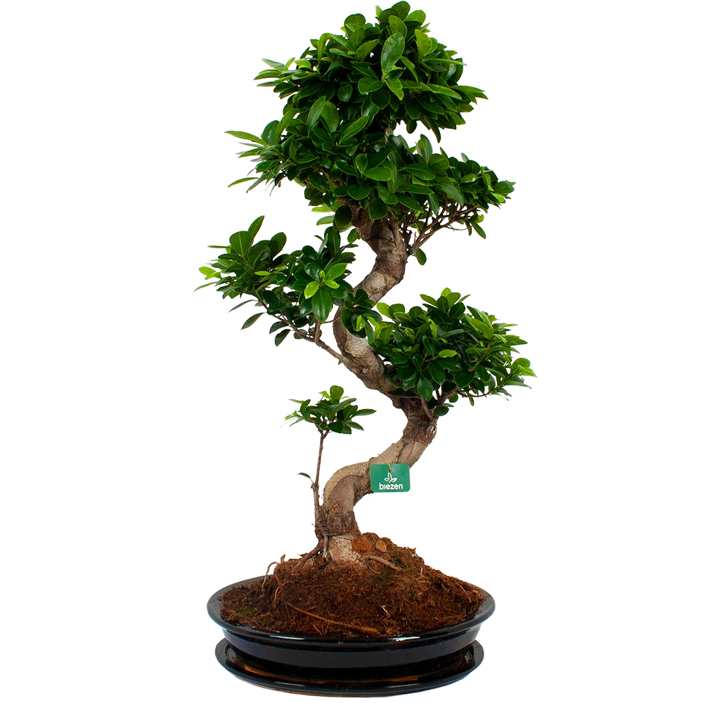 Ficus Microcarpa Ginseng In Zwarte Pot - Bonsai - P52 H100 - Kamerplant 3 Ficus Microcarpa Ginseng In Zwarte Pot - Bonsai - P52 H100 - Kamerplant