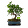 Ficus Retusa Taiwan - Bonsai - P29 H50 - Kamerplant -Huisdecoratie ficus retusa taiwan bonsai p29 h50 1