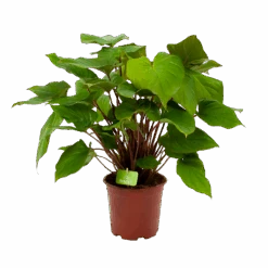 Homalomena Rubescens 'Maggy' - P19 H60 - Kamerplant