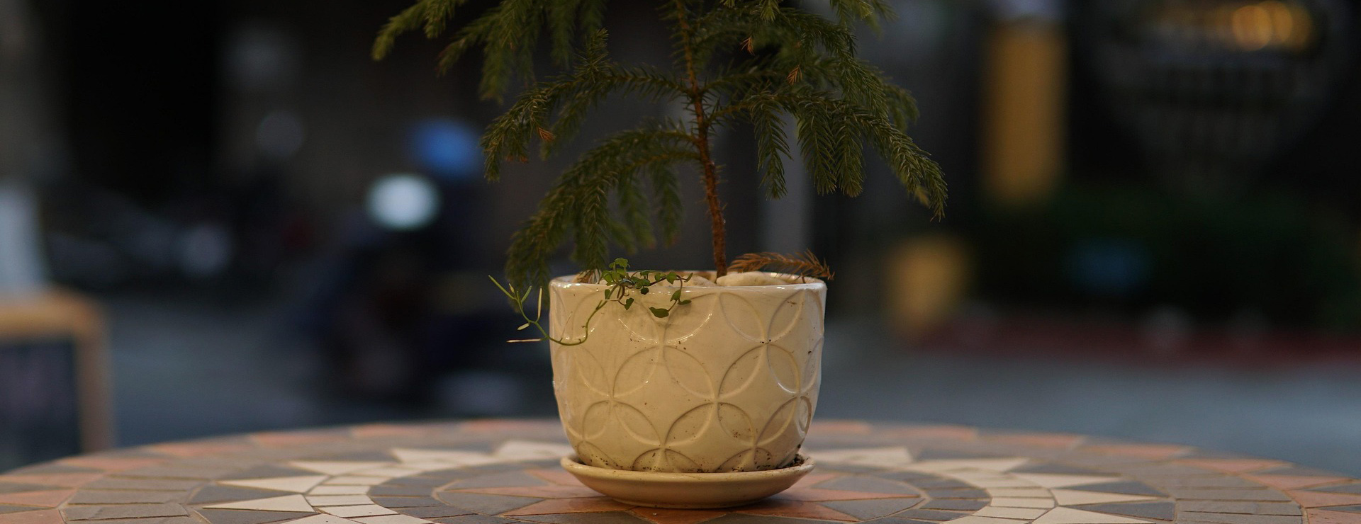 Huisdecoratie -Huisdecoratie houseplant 6578594 1920